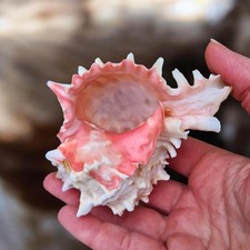 Rose Murex Shell 8-9cm Display