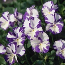 Viola Rebecca Plug Plants