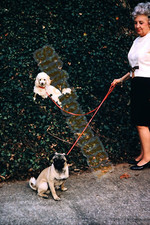 Vtg 1969 Slide Floating Poodle