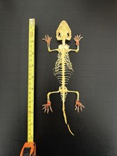 Genuine Lizard Skeleton