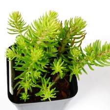 Sedum GoldFlame 5.5cm with Pot