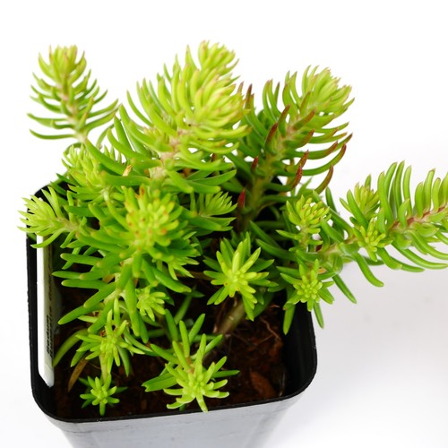 Sedum goldflame 5cm with pot - goldflame,