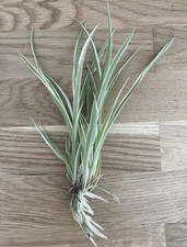 🌱 XL 1 GREEN & WHITE SPIDER PLANT - BareRoot • Mixed Sizes (+15cm) 🌱