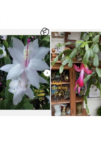 Schlumbergera rooted - schlumbergera,