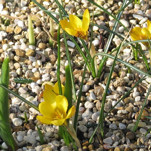 Crocus dorothy - crocus, (species)