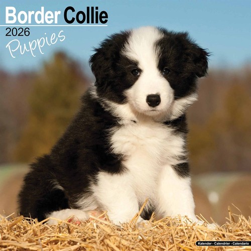 Border collie puppies - border,