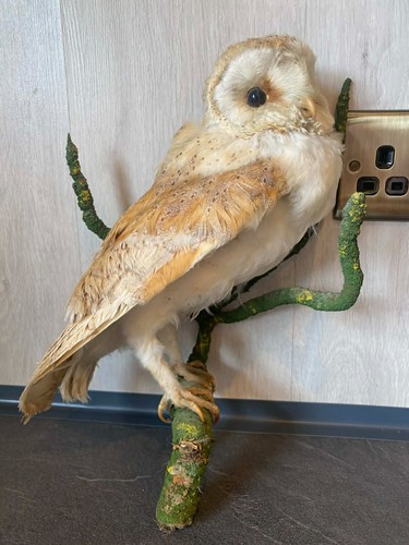 Antique victorian taxidermy - victorian,
