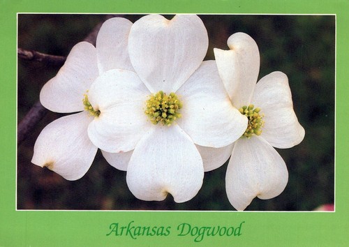Arkansas white dogwood - white, tree