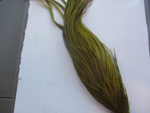 Whitings herbert miner olive - whitings,