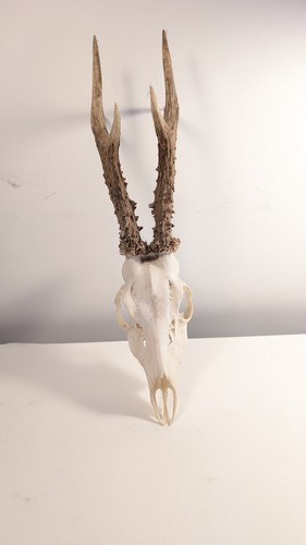 Roe deer skull - with, antlers