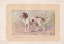 1896 french spaniel dog - french, print