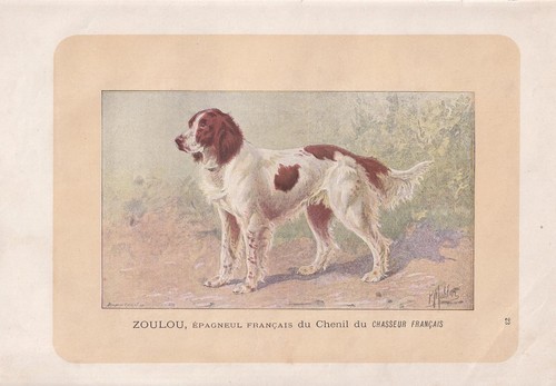 1896 french spaniel dog print - spaniel,