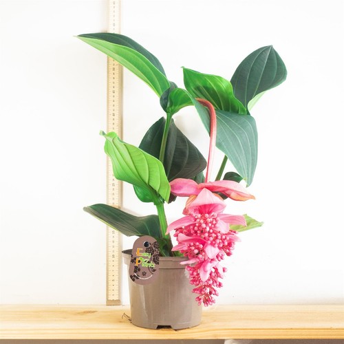 50cm rose grape medinilla - rose,
