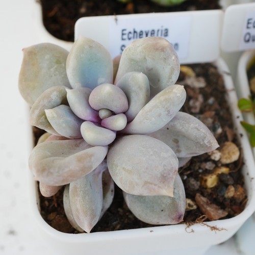 Echeveria snow queen - snow,