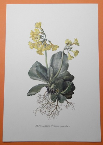 Auricle alpine - alpine,