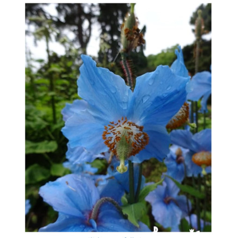 Meconopsis lingholm blue - lingholm,