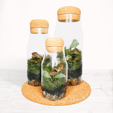 The Cork Bottle Fittonia Terrarium - Tiny Enclosed Ecosystem - Zero Plastic