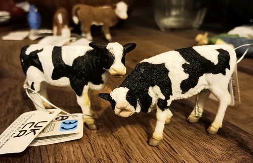Friesian calf pair cow - pair, of