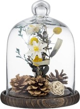 Tabletop Clear Glass Cloche