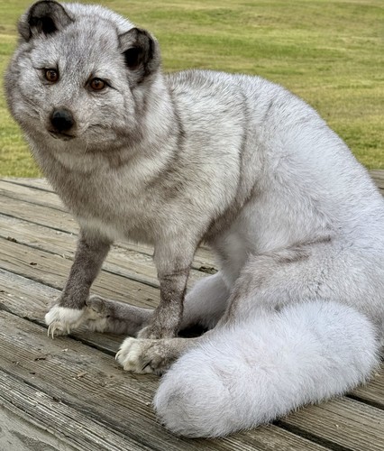 Soft mount arctic fox - soft,