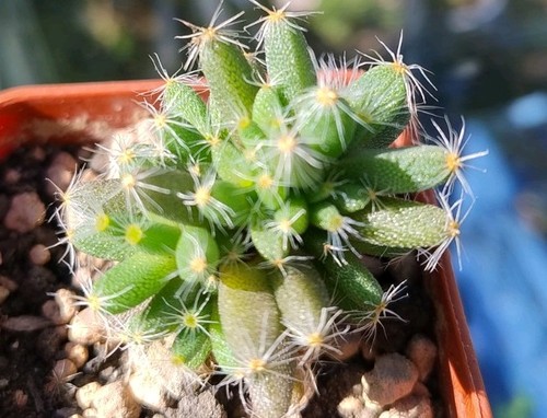 Succulent trichodiadema - |,