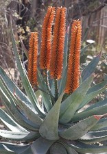 ALOE FEROX - Bitter, Red Or