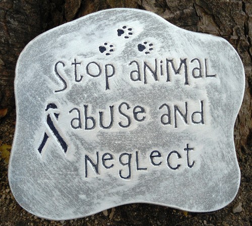 Stop animal abuse - , cat