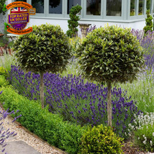 Pair of Bay Tree Standard