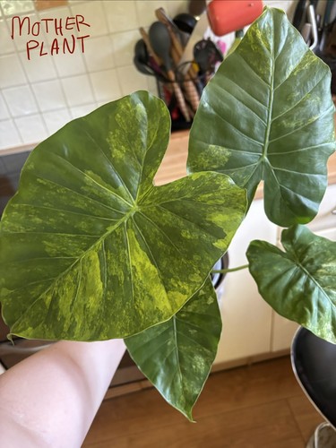 Alocasia gageana aurea small - alocasia,