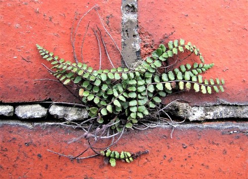 Photo 6x4 maidenhair - 6x4,