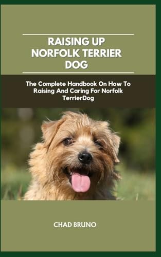 Norfolk terrier dog the - terrier,