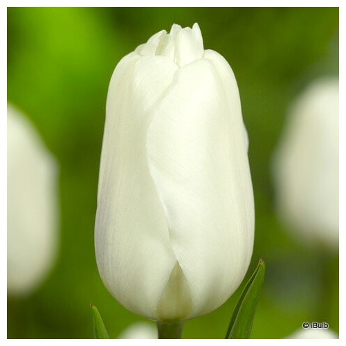 Tulip white flag bulbs free - tulip,