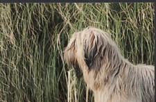 Animals Postcard - Modern Photo Postcard - Dogs - Briard Dog  F952