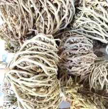 Rose of Jericho Flower of