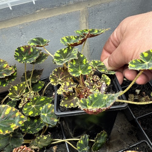 Begonia tiger paw - ‘tiger, paw’