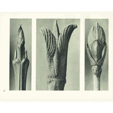 1929 DOGWOOD & GUELDER ROSE Print - Karl Blossfeldt - Plant Tree - 9.5 x 12 Inch