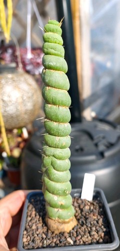 Eulychnia castanea spiralis - castanea,