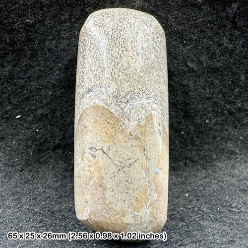 Sauropod polished chunk - sauropod,
