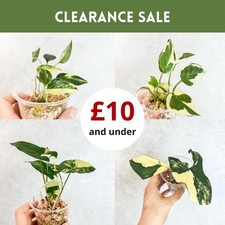 CLEARANCE SALE | 10 and under