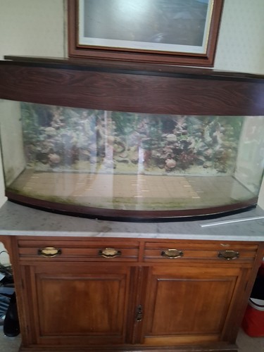 Sea bray bow - fronted, tank