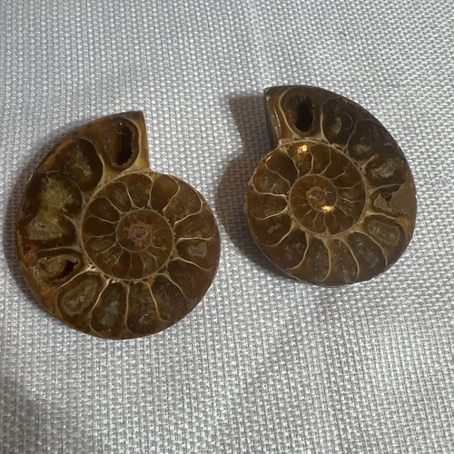 Fossil ammonite perisphinctes - fossil,