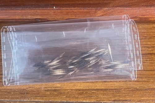 Genuine european hedgehog - genuine,