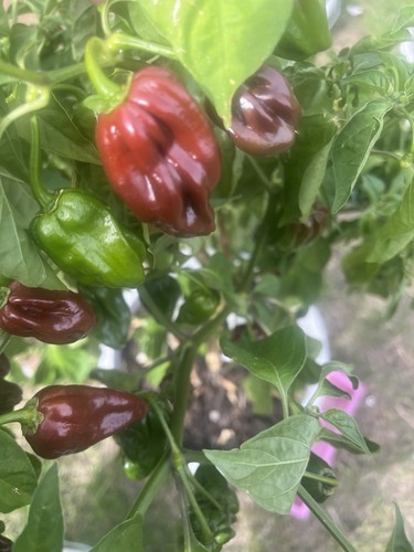 Chocolate habanero fruit 6 - chocolate, fruit.