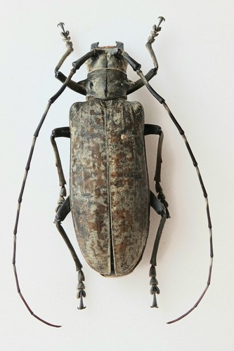 Pseudomeges marmoratus male - pseudomeges,