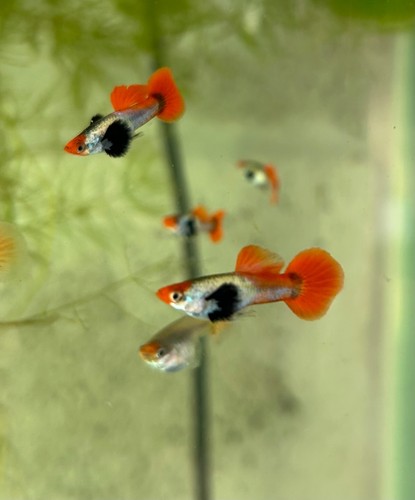 Guppy platinum koi dumbo - !!,