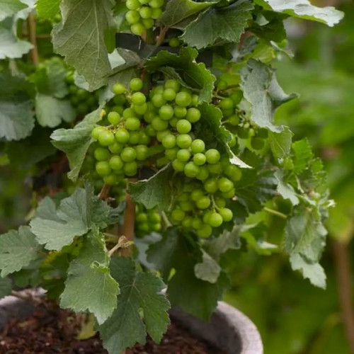 Dwarf grape vine vitis - dwarf,