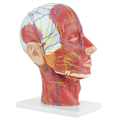 Brain model head - head,