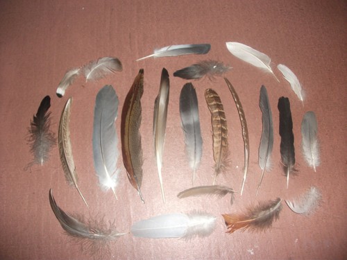 Natural birds feathers - natural,