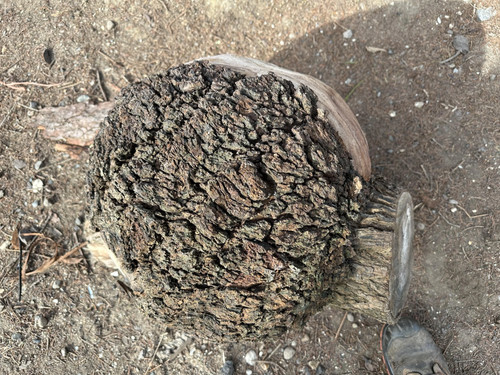 Elm burl burr turning blank - elm, blank.