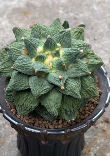 9cm live house - , plant